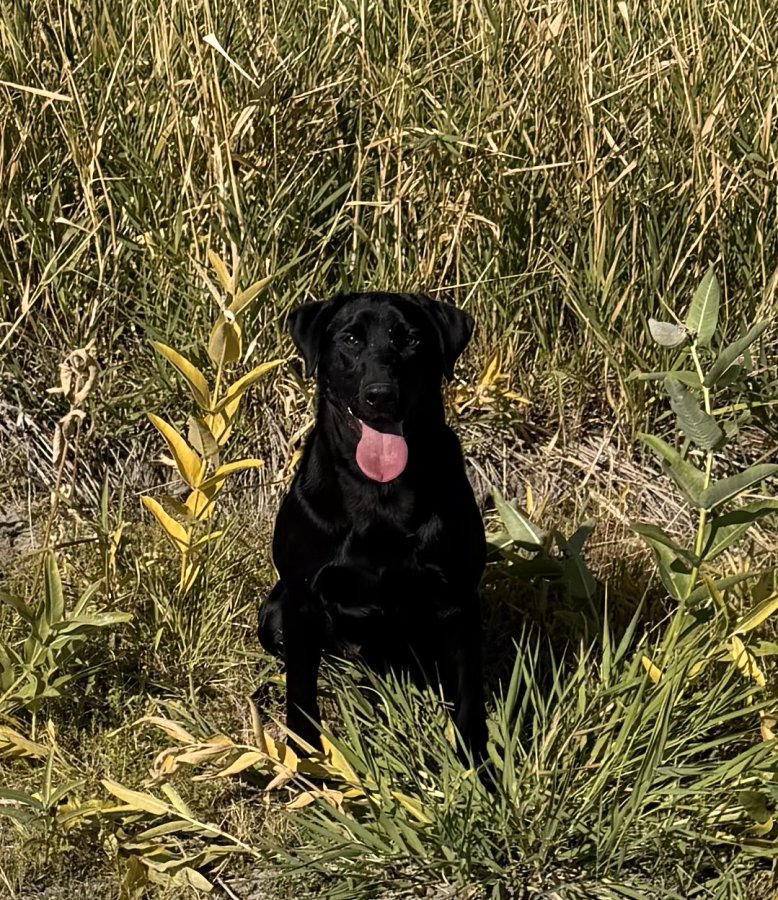 Dog Photo