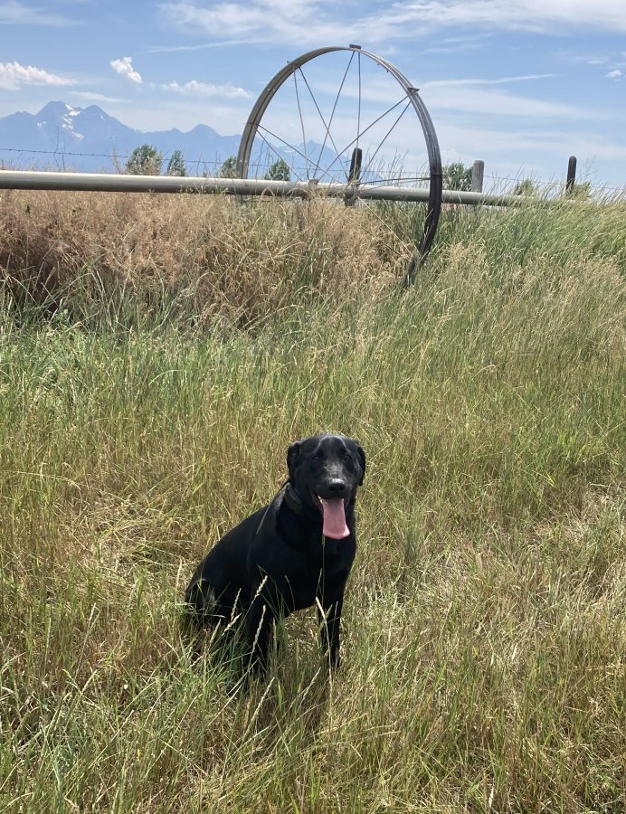 Dog Photo