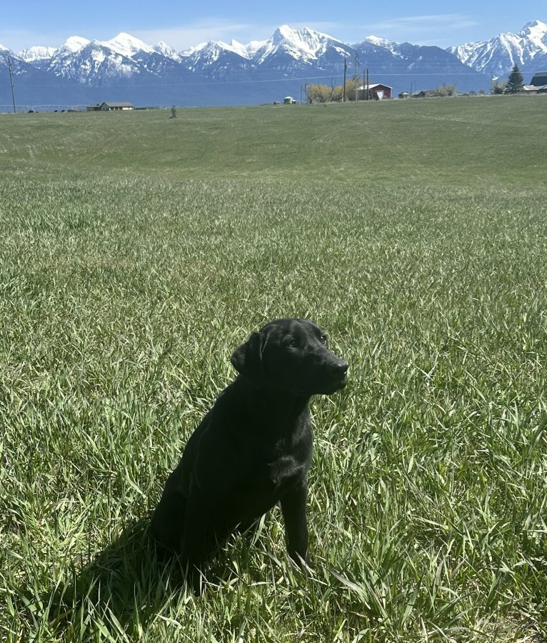 Dog Photo
