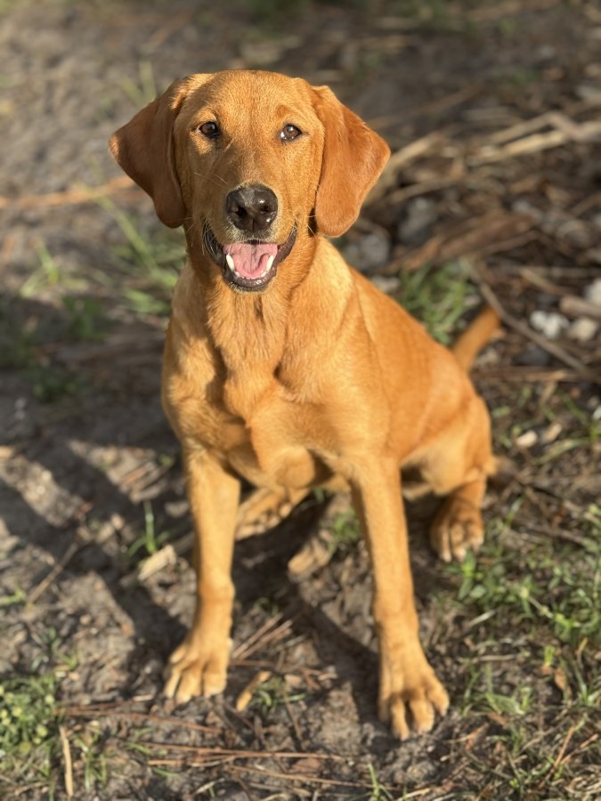 Dog Photo