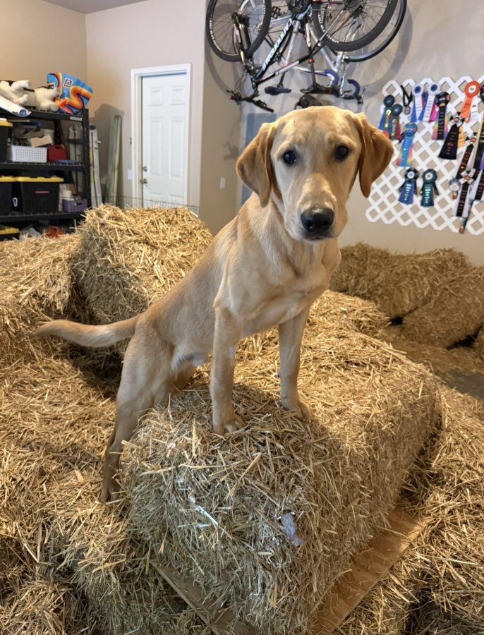 Dog Photo