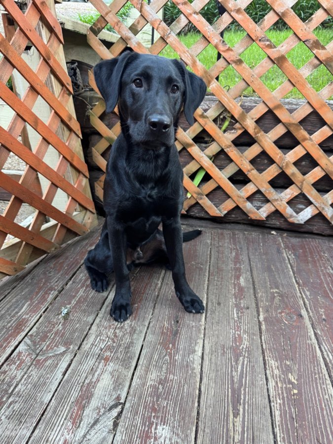Dog Photo