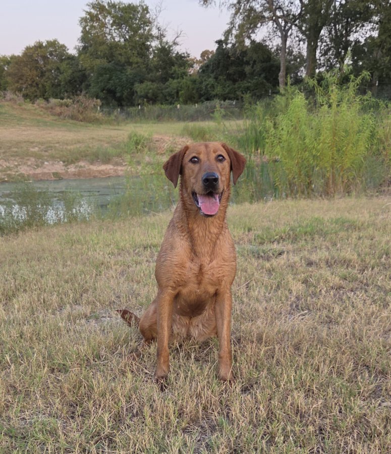 Dog Photo