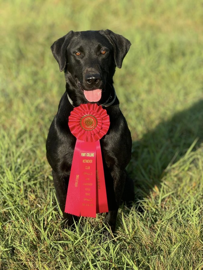 Dog Photo