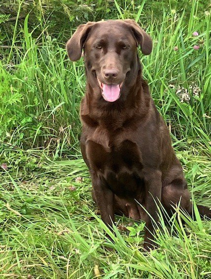 Dog Photo