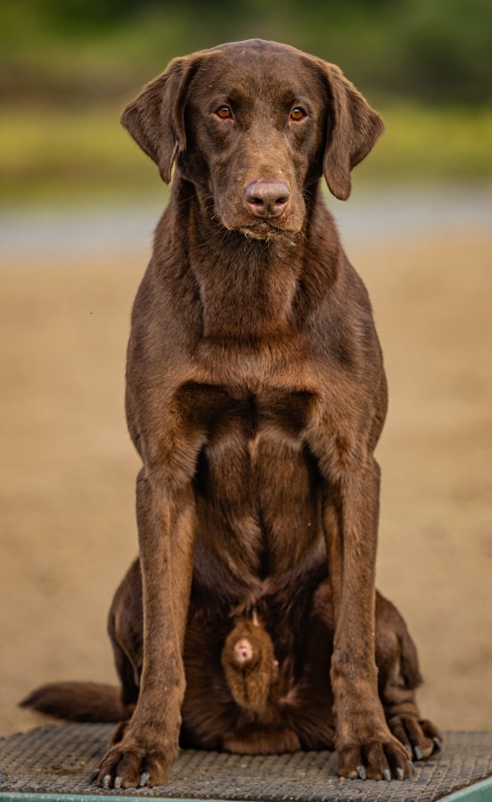 Dog Photo