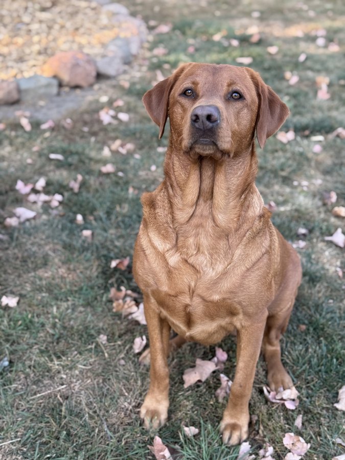 Dog Photo