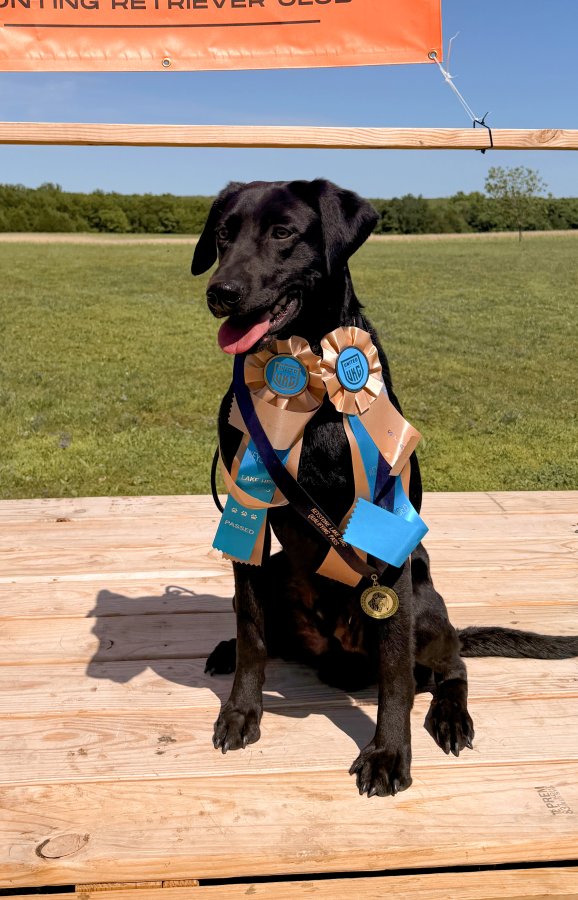 Dog Photo