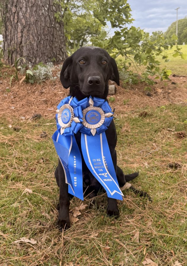 Dog Photo