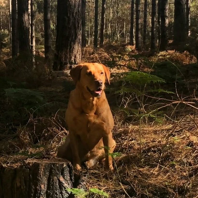 Dog Photo