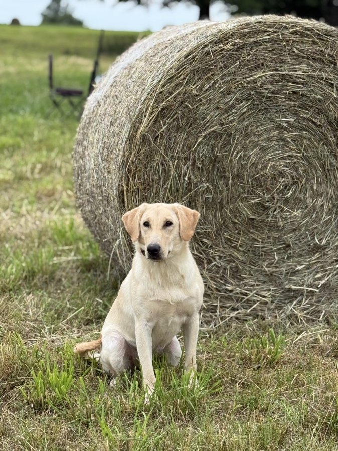 Dog Photo