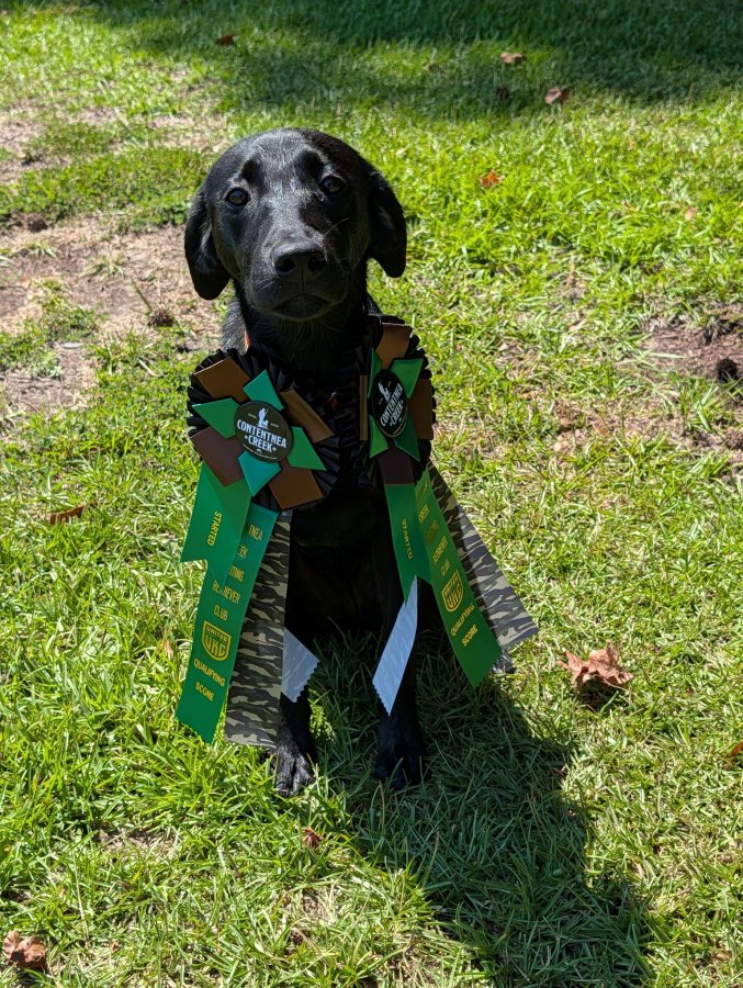 Dog Photo