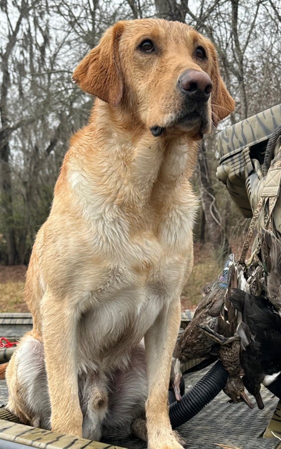 Dog Photo
