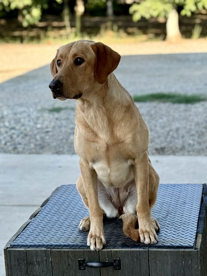 Dog Photo