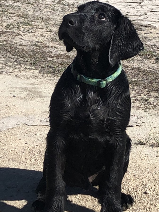 Dog Photo