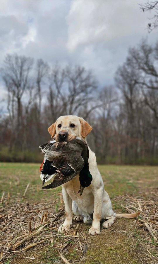 Dog Photo