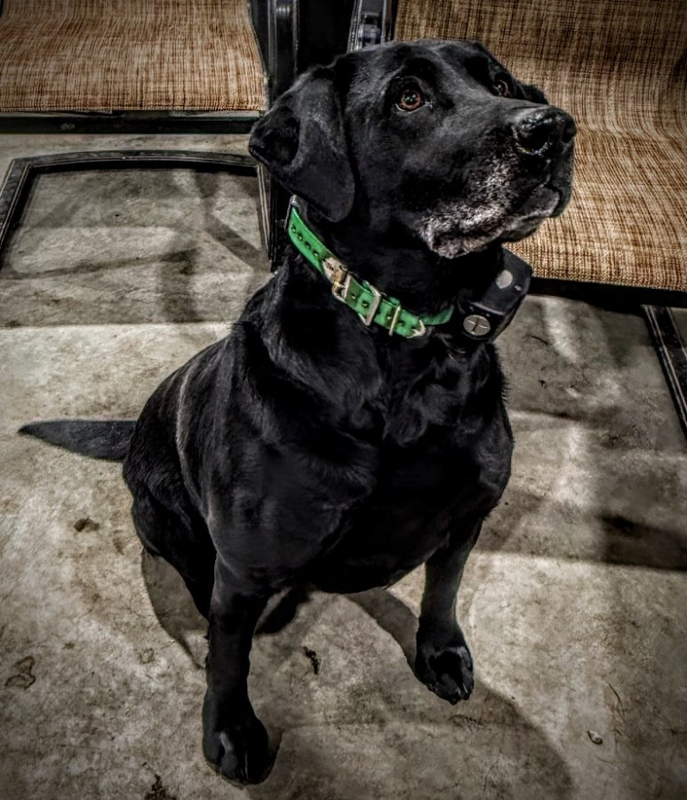 Dog Photo