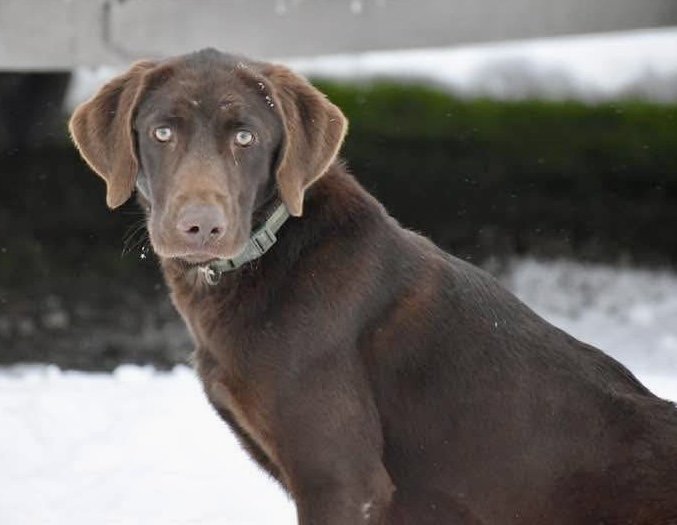 Dog Photo