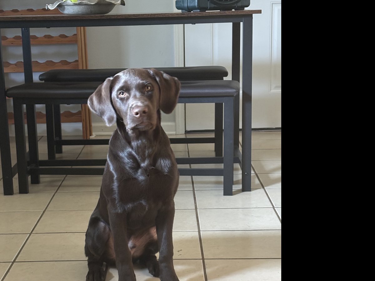 Dog Photo