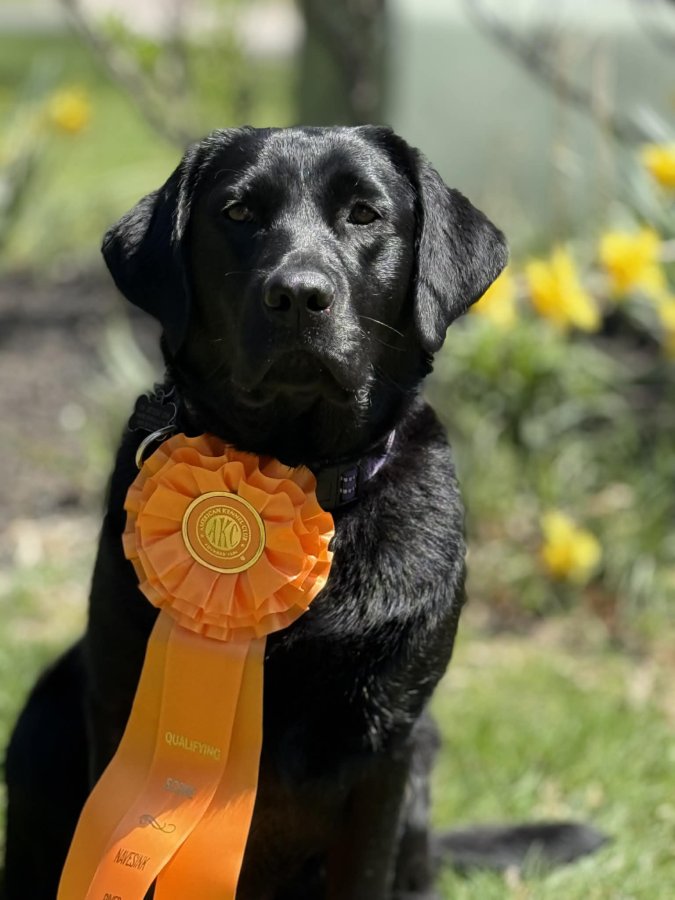 Dog Photo