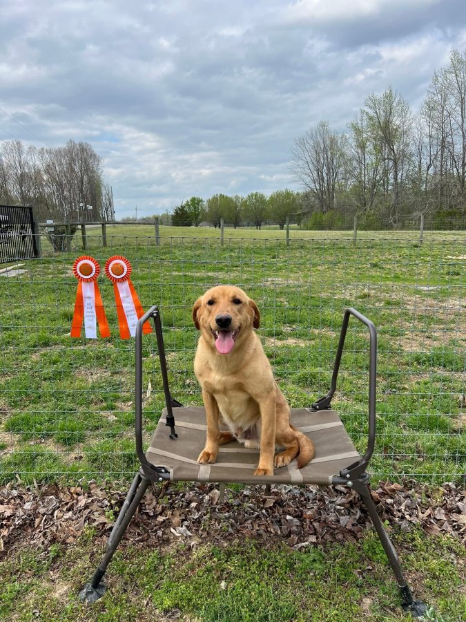Dog Photo