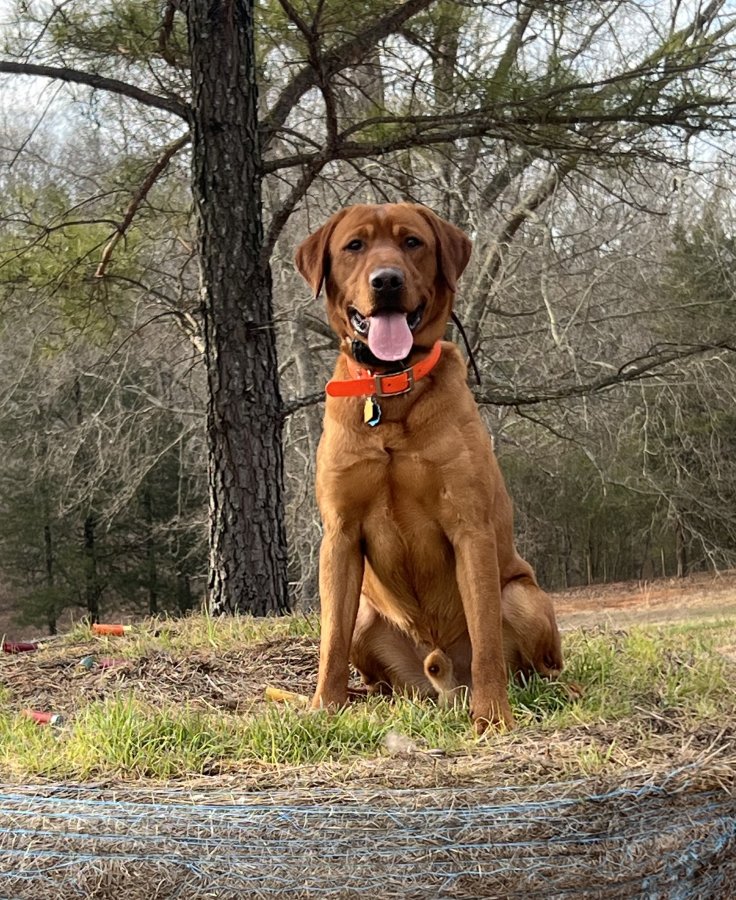 Dog Photo