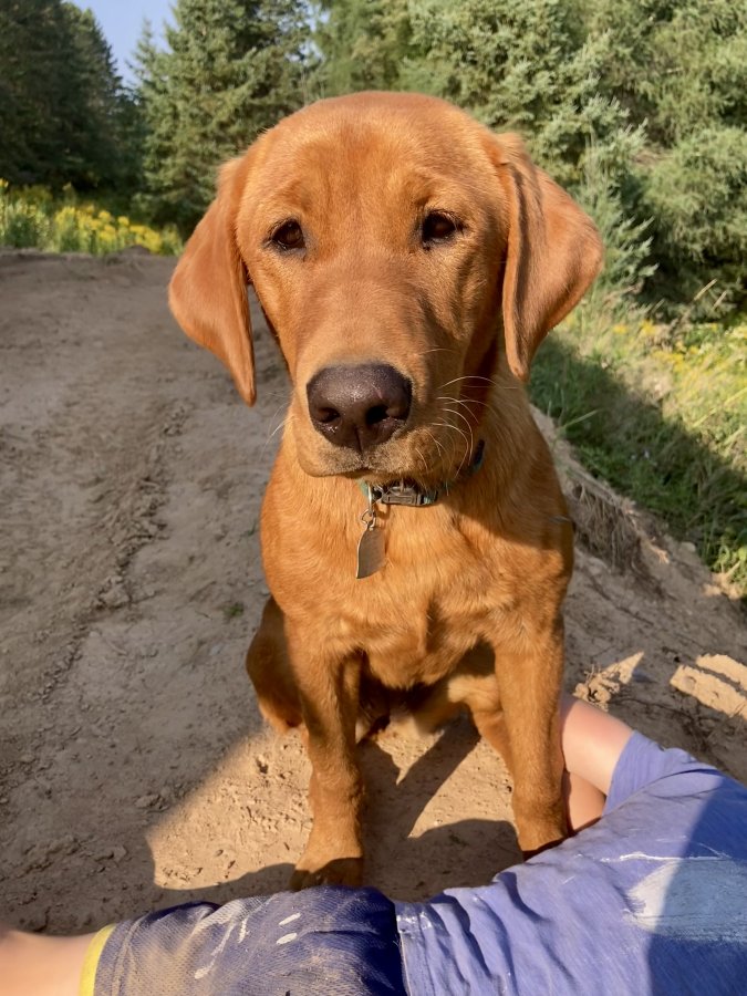 Dog Photo
