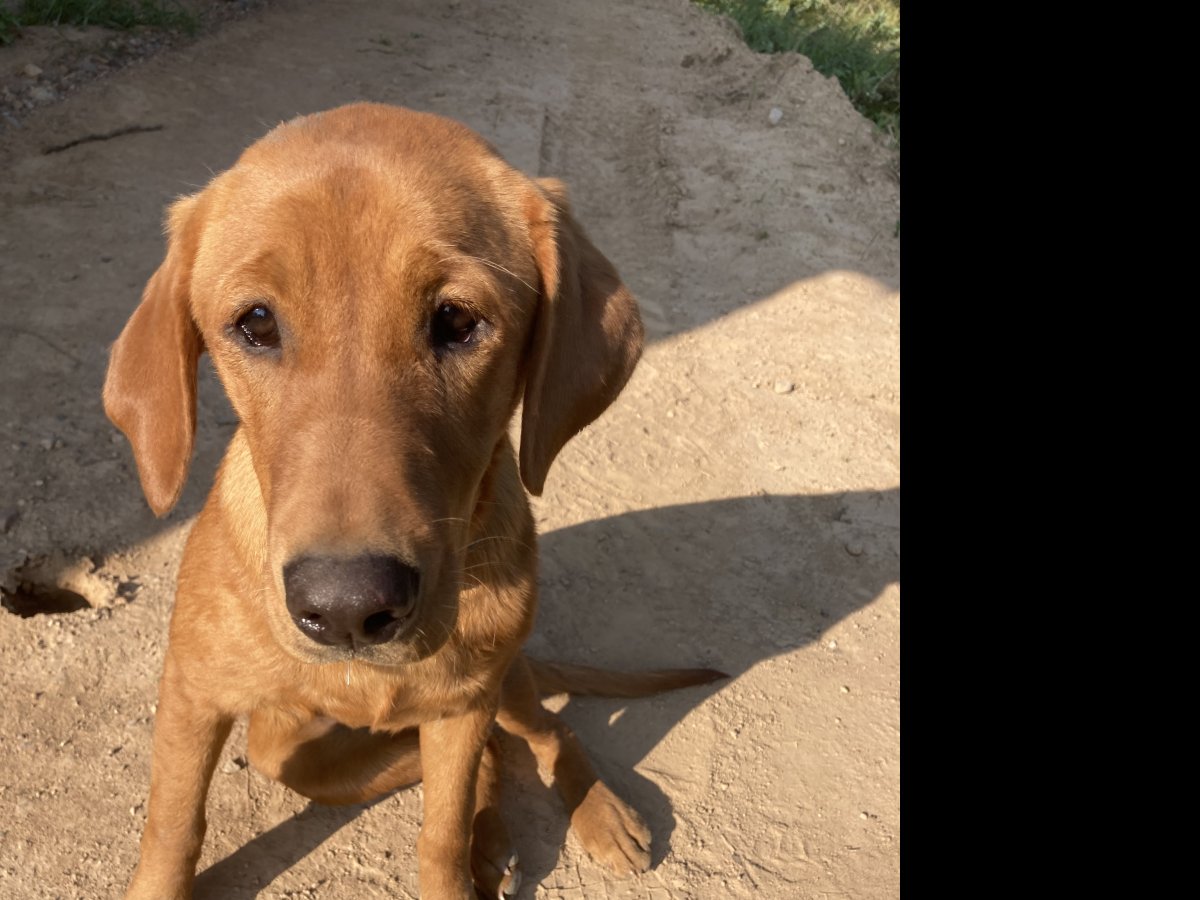 Dog Photo