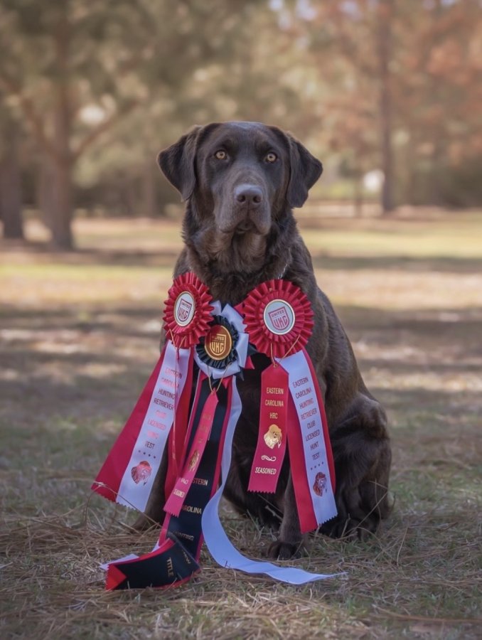 Dog Photo