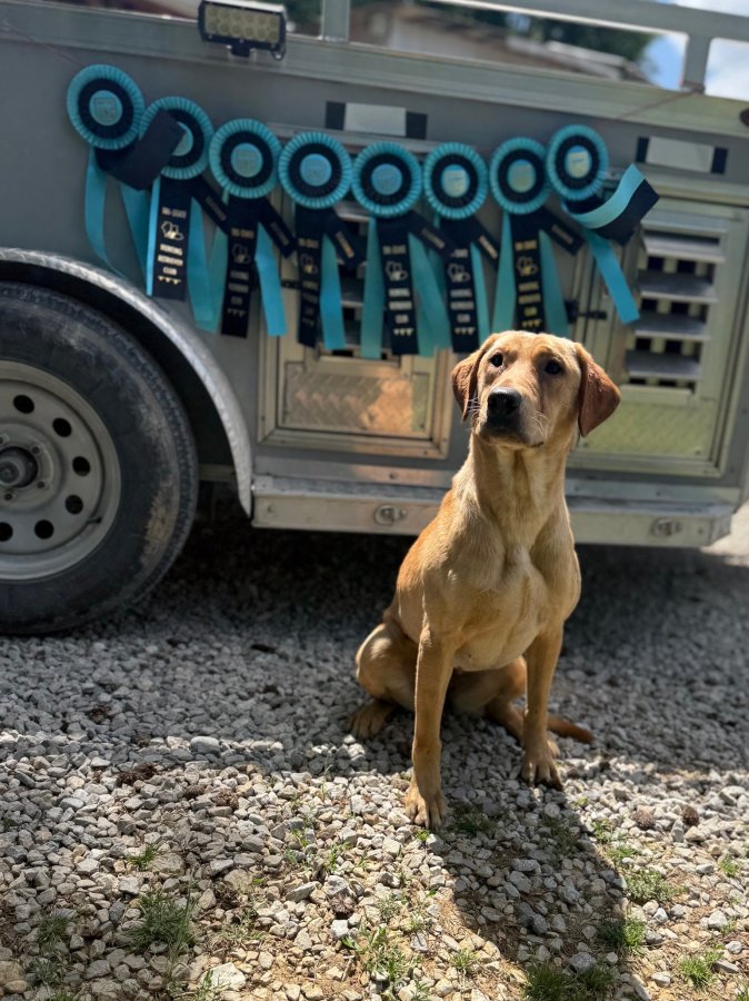 Dog Photo