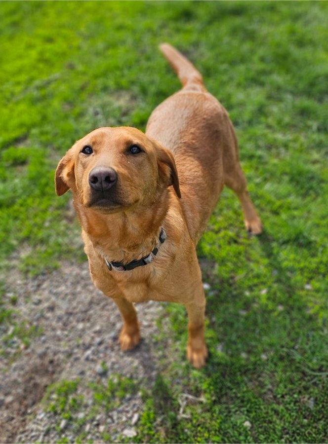 Dog Photo