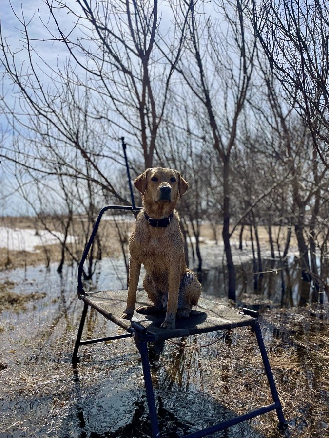Dog Photo