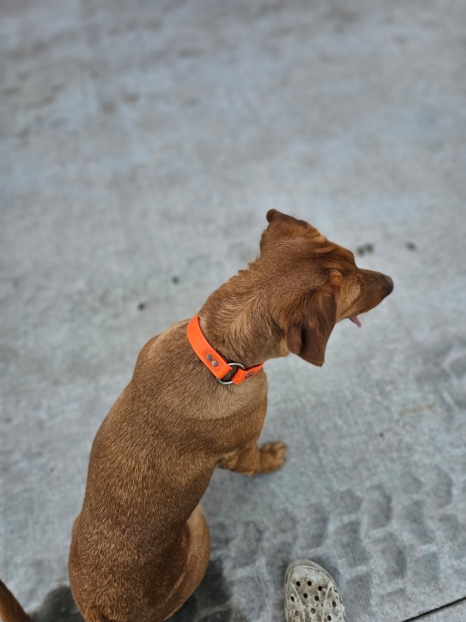 Dog Photo