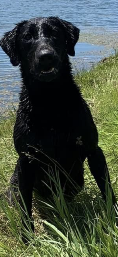 Dog Photo