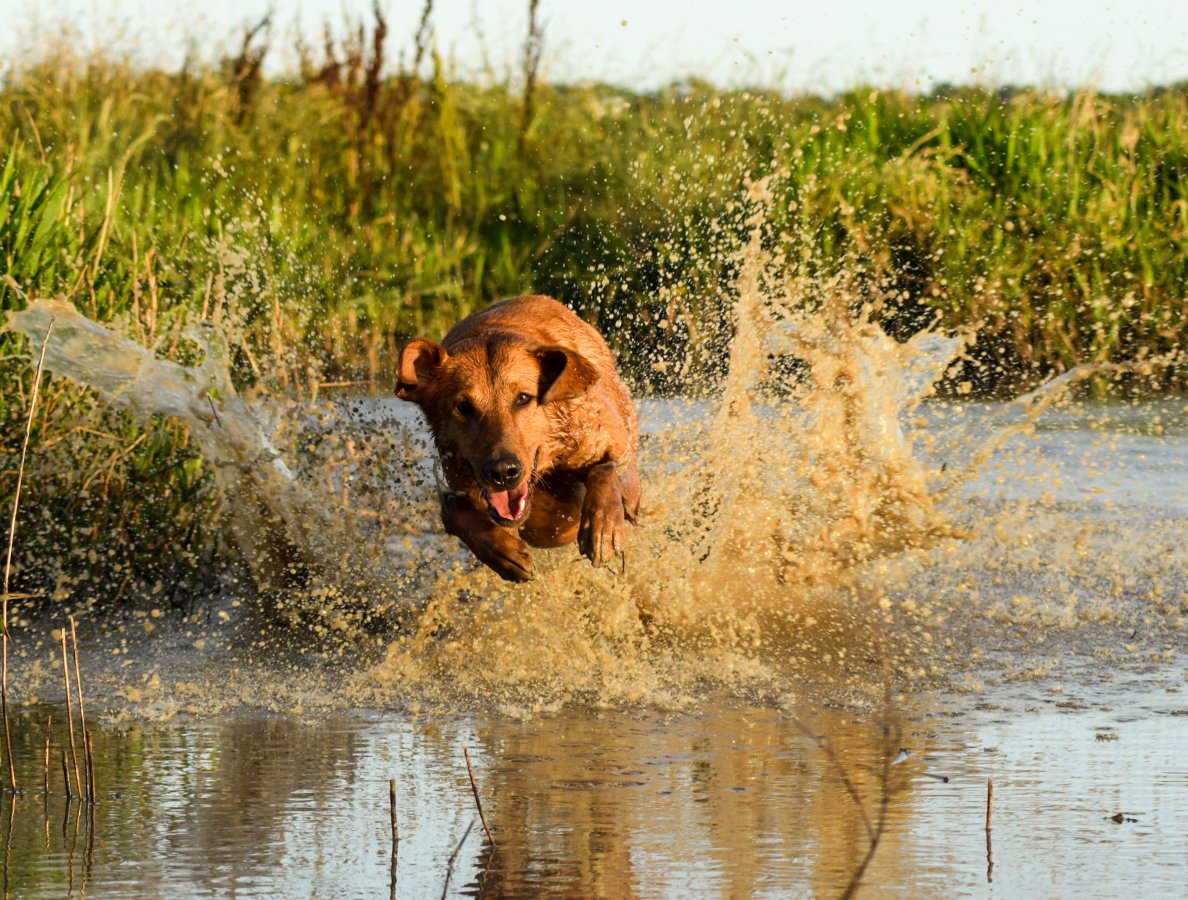 Dog Photo