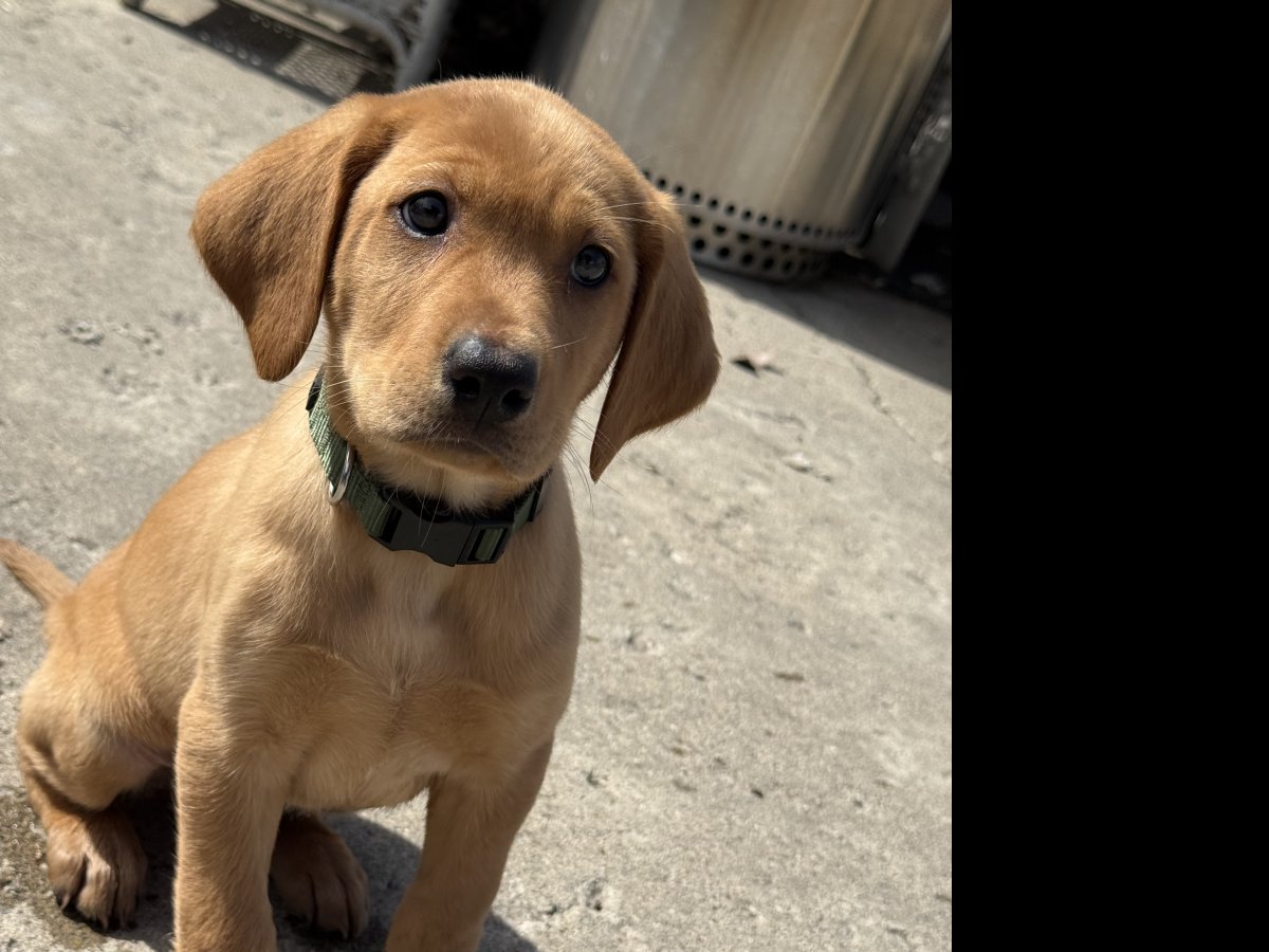 Dog Photo