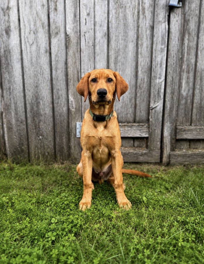 Dog Photo