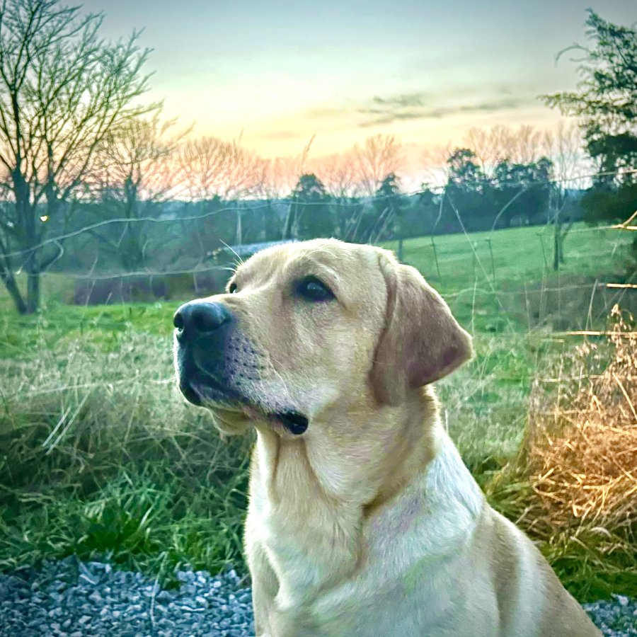 Dog Photo