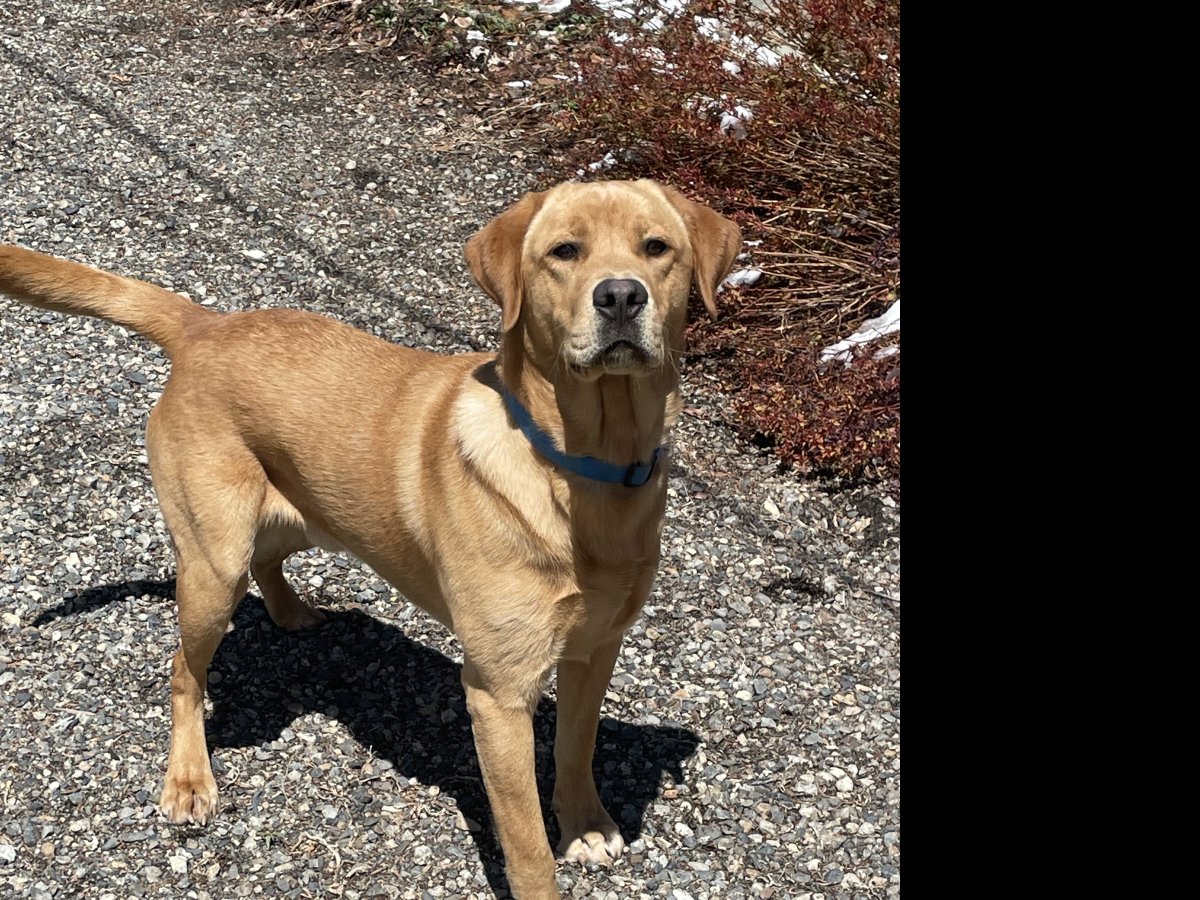 Dog Photo
