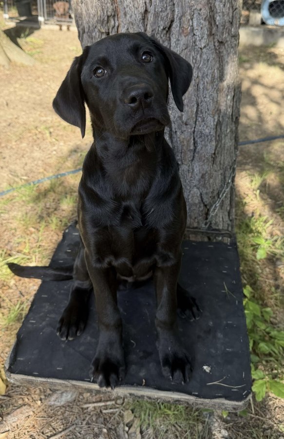 Dog Photo