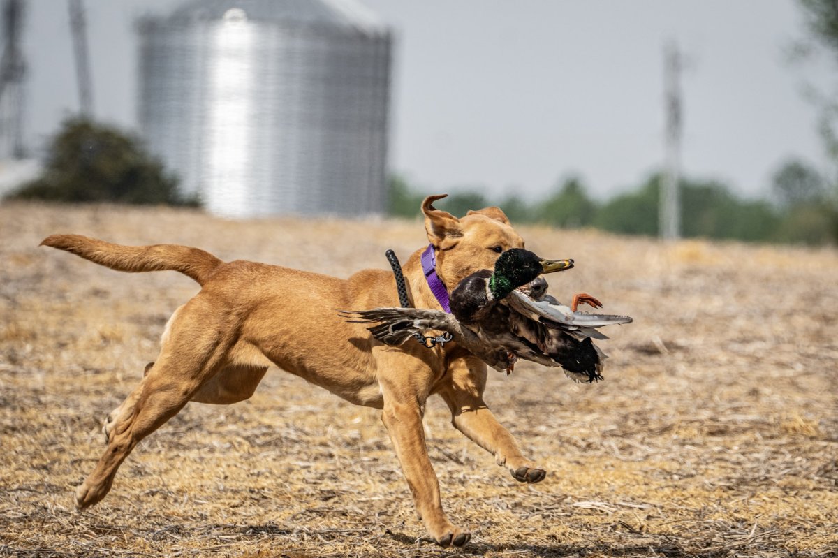 Dog Photo