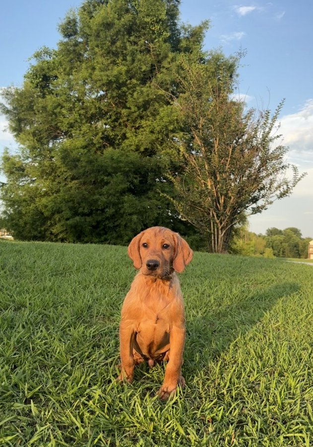 Dog Photo
