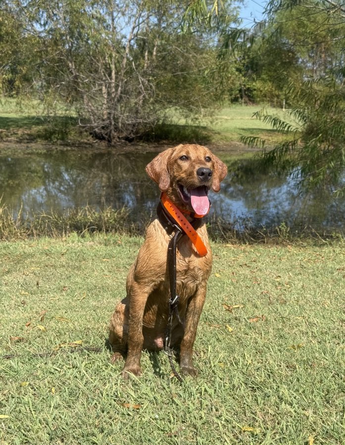 Dog Photo