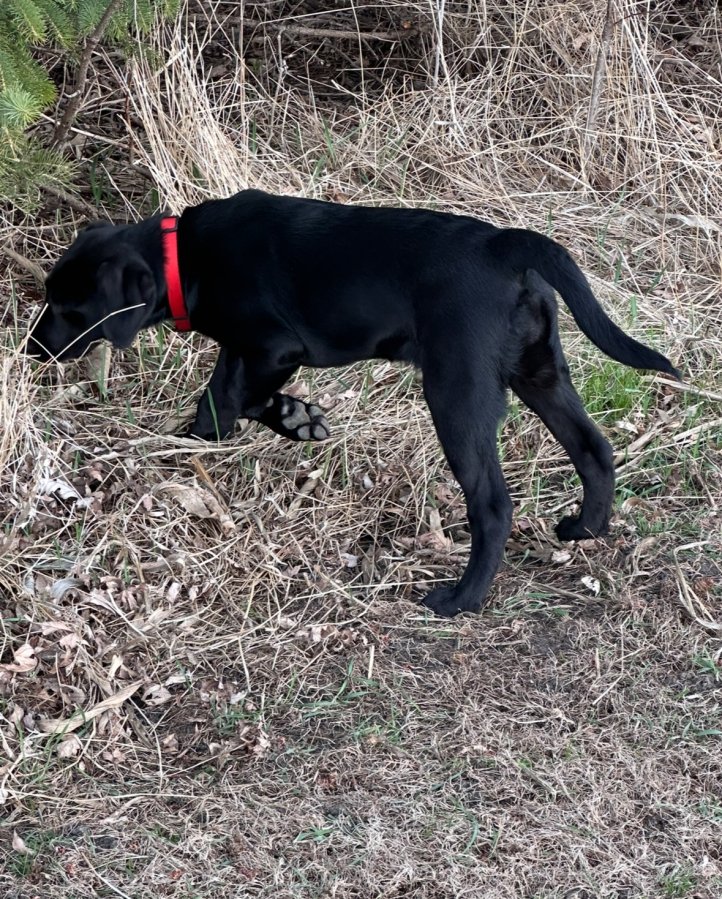 Dog Photo