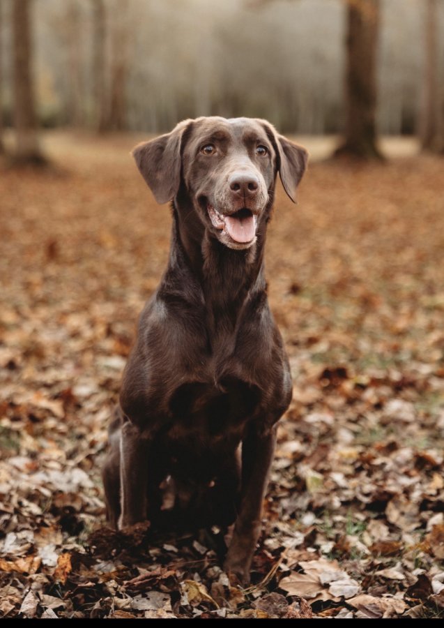 Dog Photo