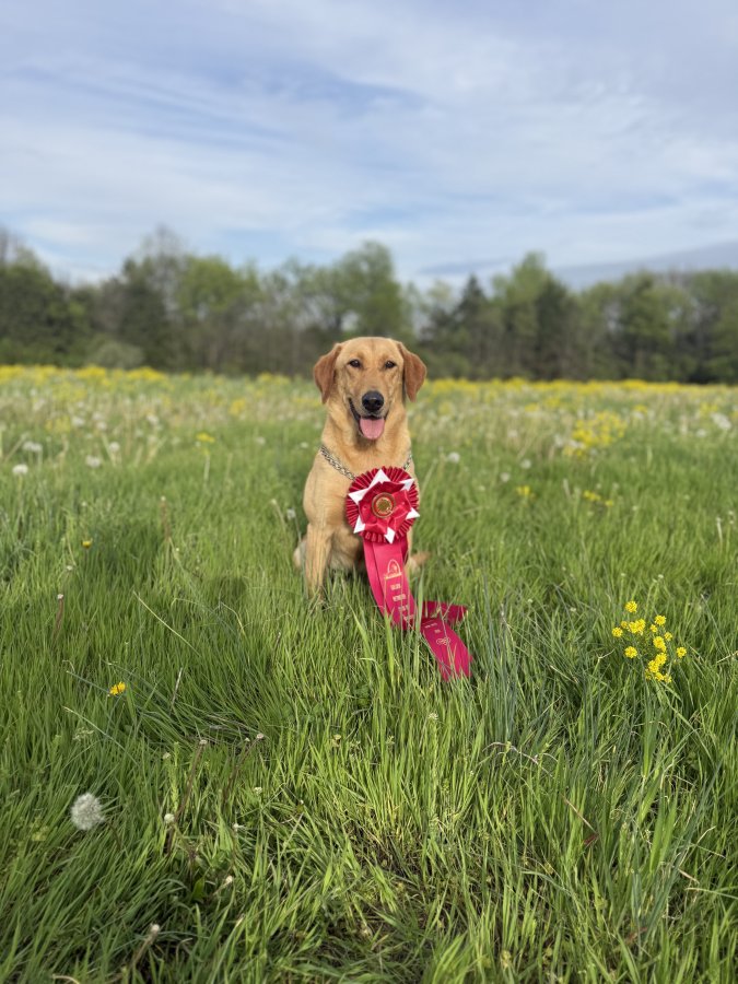 Dog Photo