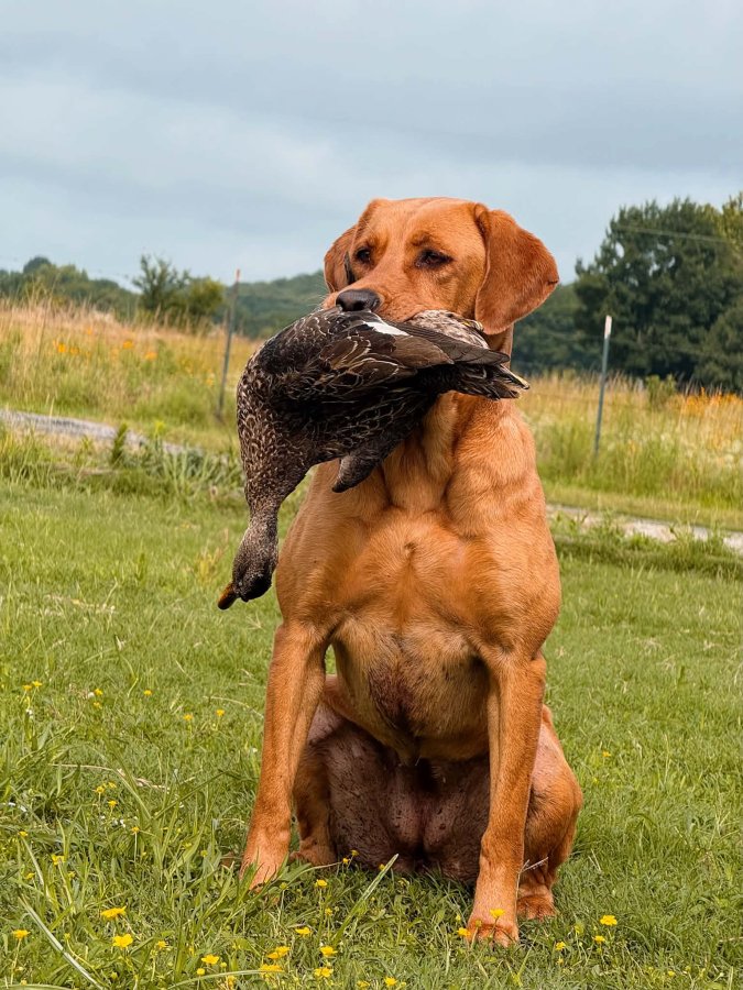 Dog Photo