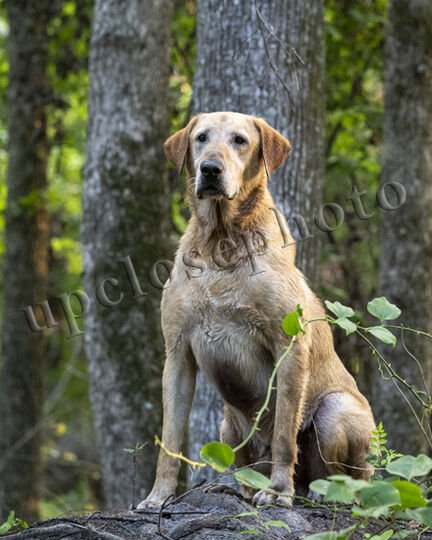 Dog Photo