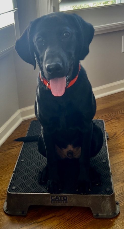 Dog Photo
