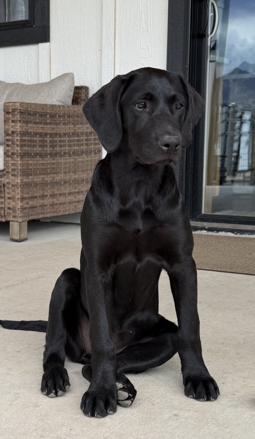 Dog Photo